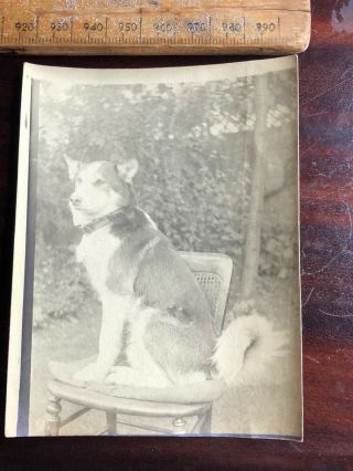 14 Vintage Sheepdog Collie Cross ? Dog B&w Portrait Photograph Photo