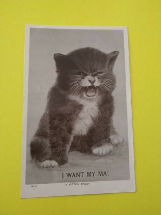 Vintage Cat Postcard.  Black & White Kitten Meowing For Mom.  British.  Pm 1905.