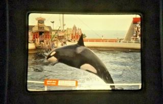 Four Vintage 35mm Photo Slide Of Old Marine Land And The Killer Whales 1970 