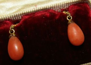 Delicate,  Antique Victorian 9 Ct Gold Bomb Earrings With Natural Coral