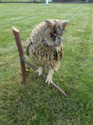 Taxidermie Ancien Hibou Moyen Duc Cabinet Curiosite Antique Taxidermy Barn Owl