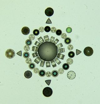 Antique Microscope Slide By J & T.  Jones.  " Selected Diatoms ".