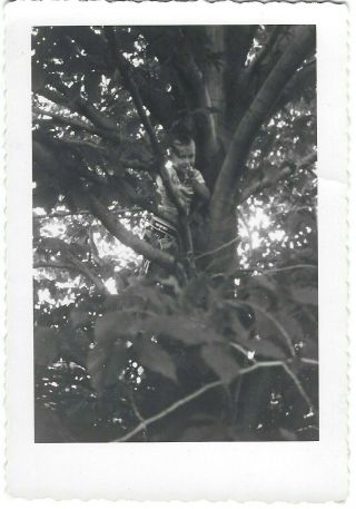Wicked Little Cowboy Up a Tree Vintage Snapshot Photo Points Gun at Photographer 2