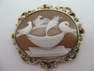 Pliny Doves Shell Cameo 9k Gold Brooch Pin Antique Victorian Grand Tour Tbj1446