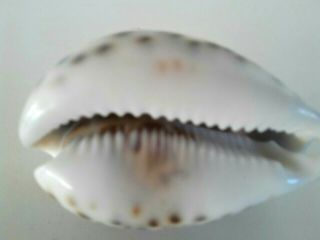 Vintage Tiger Cowrie Shell Sea Horse Sea Horse Hand Carved Hawaii 2.  7/8 