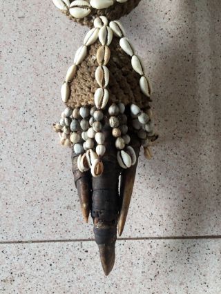 Old Papua Guinea Taxidermy Huge Cassowary Bird Paw Claws,  Shells Necklace
