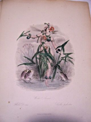 antique 1849 book the flowers personified by R Martin 18 prints hand colored 3