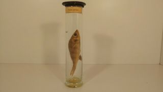 Vintage Fish Perch Wet Specimen Oddities Taxidermy Mummified