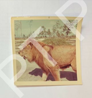 Vintage Found Photo Snapshot Of An African Lion Safari Big Cat 1970s