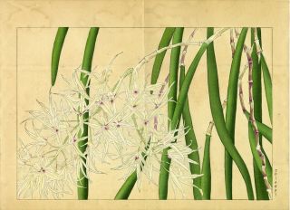 Konan Japanese Ukiyo - E Woodblock Floral Print: “bridal Veil Orchid”