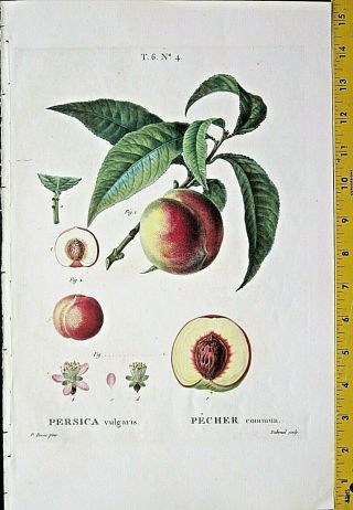 Bessa,  Twig Of A Peach Tree With Fruit&bloom,  Large Color Engraving,  Ca.  1810 4