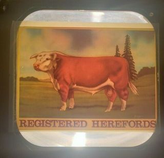 Vintage Registered Herefords Iron On Transfer Colored Cows Beef 4h Nos