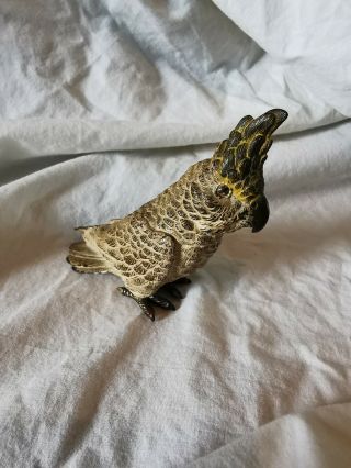 Antique Austrian Cold Painted Bronze Of A Cockatoo Parrot Gershutz