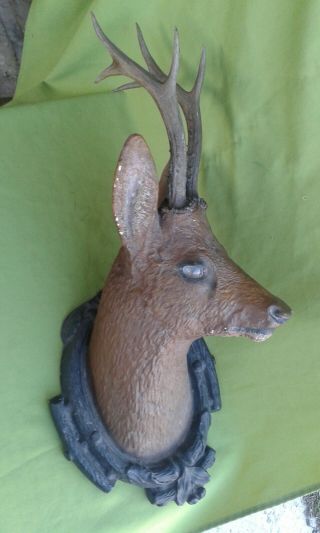Antique Black Forest Roe Deer Head With Real Antler & Glass Eyes