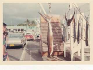 Ap4 Vintage 3x5 Color Photo - Tiger Shark Waikiki Beach Fishing Charter 1969 7