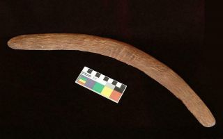 A Fine Old Aboriginal “nik Nik” Boomerang From Western Australia.  Patina.