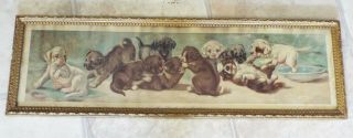 Antique 1905 A Yard Of Puppies Puppies Playing 575 Yard Long Framed Print