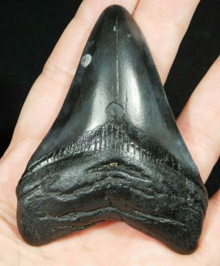A BIG and 100 Natural Carcharocles MEGALODON Shark Tooth Fossil 72.  5gr 2