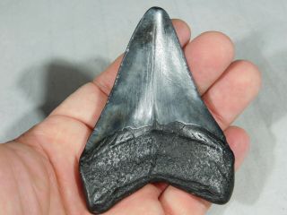 A BIG and 100 Natural Carcharocles MEGALODON Shark Tooth Fossil 72.  5gr 3