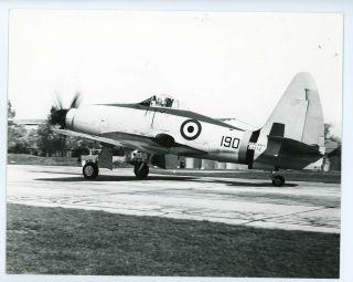 Photograph Of Westland Wyvern Mk.  Iv Vz772 /190 813 Sqn - Hms Peregrine Sept 1953