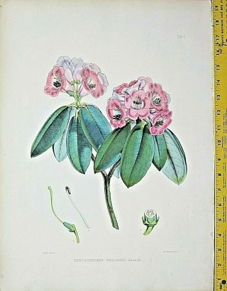 Huge Handc.  Rhododendron Drawn By J.  D.  Hooker,  Lithographed Byj.  N,  Fitch,  C.  1850 21