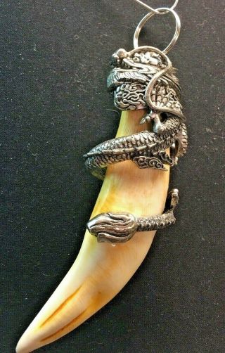 Large Boars Head Tooth Tusk For Display Or Wear As Pendant Collectible Vintage