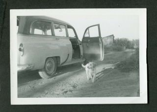 Vintage Photo 1953 Chevrolet Chevy Wagon Car Beagle Pet Dog 429025