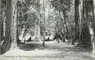 Vintage Postcard; Camping At Big Basin California Redwood Park Ca Santa Cruz Co.