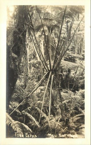 Vintage Rppc Postcard Giant Tree Ferns,  Hawaii National Park Hi Unposted