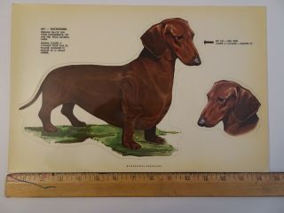 Vintage Decalcomania Sport Stik Vinyl Weatherproof 661 Dachshund Wiener Dog