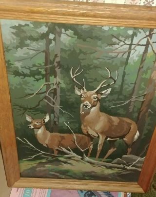 Vintage Pbn Paint By Number App 14 By 18 " Wooden Glass Framed Deer Buck Doe