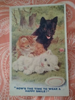 Vintage Cat Dog Postcard.  Two Kittens And Puppy.  British Postcard.  Pm 1927.