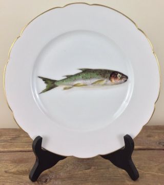 Antique Limoges 9” Porcelain Dinner Plate Hand Painted Fish Signed Cfh 4