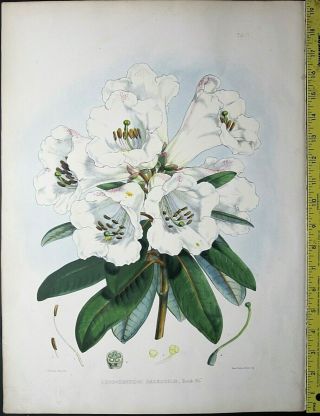 Huge Handc.  Rhododendron Drawn By J.  D.  Hooker,  Lithographed Byj.  N,  Fitch,  C.  1850 2