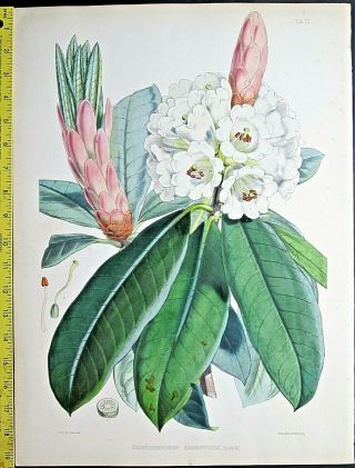 Huge Handc.  Rhododendron Drawn By J.  D.  Hooker,  Lithographed Byj.  N,  Fitch,  C.  1850 9