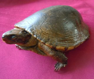 Large Antique 3.  75 X 5 Inches Taxidermy Turtle Vintage