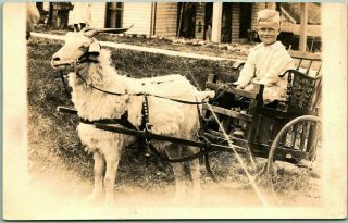 Vintage Rppc Real Photo Postcard Blond - Haired Boy In Goat Cart C1910s