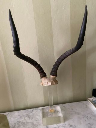 Vintage Rams Horns On Skull Bone Mounted On Plexiglass 24 Inches High