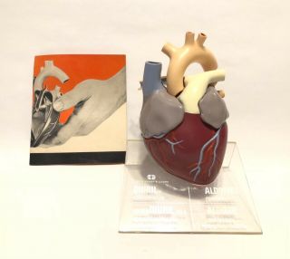 Vintage 1959 Merck Anatomical Heart Model