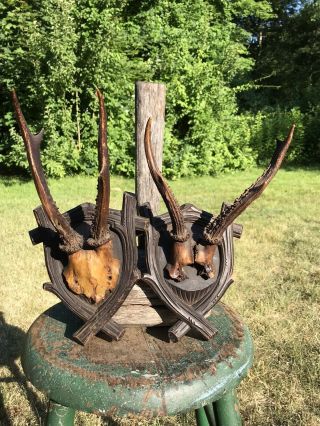 Antique Rustic Wall Mounted Skull Cap Antlers Taxidermy Hunting Sporting Goods