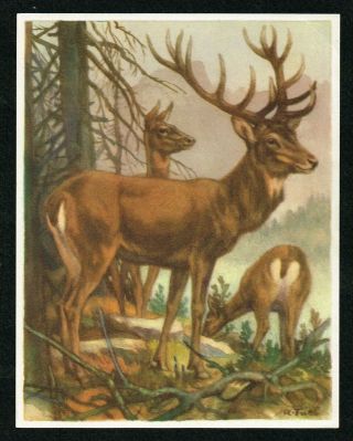 1950 Red Deer,  Cervus Elaphus,  Vintage Zoology Print - Artis