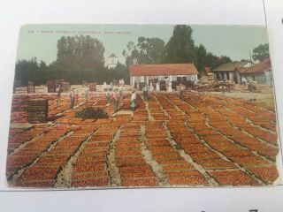 C.  1908 Fresno,  Ca,  Peaches Drying In California Vintage Postcard