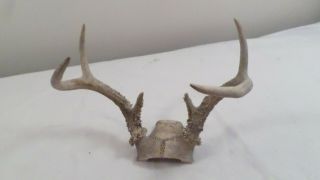 Vintage 6 Point Skull Cap Antler Horn Rack Man Cave Decor
