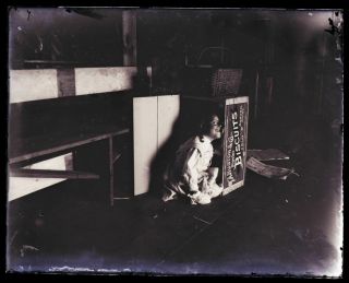 (1) Early 1900s Antique Glass Negative,  Girl Hiding In Biscuit Box