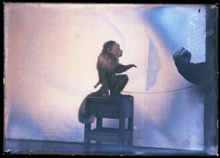 (1) Early 1900s Antique Glass Negative,  Monkey Sitting On A Stand - 2