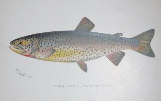1897 Denton Tahoe Trout Fish Print Chromo Lithograph Old Antique 2