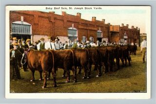 St.  Joseph Mo,  Baby Beef,  Stock Yards Vintage Missouri C1920 Postcard