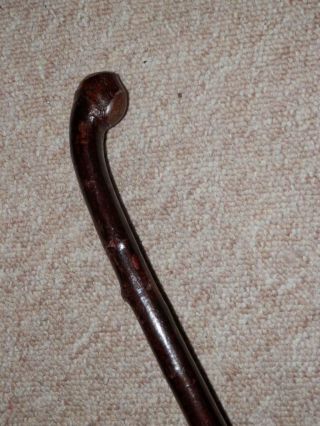 Antique Irish Blackthorn Walking Stick With Root Ball Coppice Handle - 93cm 2