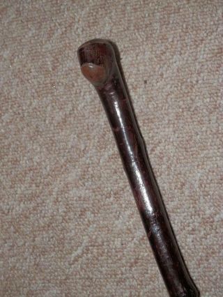 Antique Irish Blackthorn Walking Stick With Root Ball Coppice Handle - 93cm 3