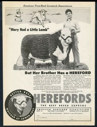 1948 Hereford Cow Bull Photo American Hereford Association Vintage Print Ad